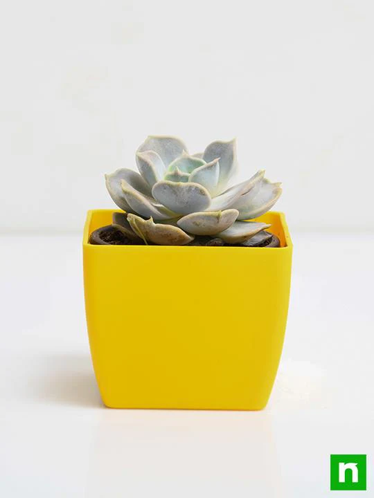 Echeveria elegans Rose - Succulent Plant - Image 3