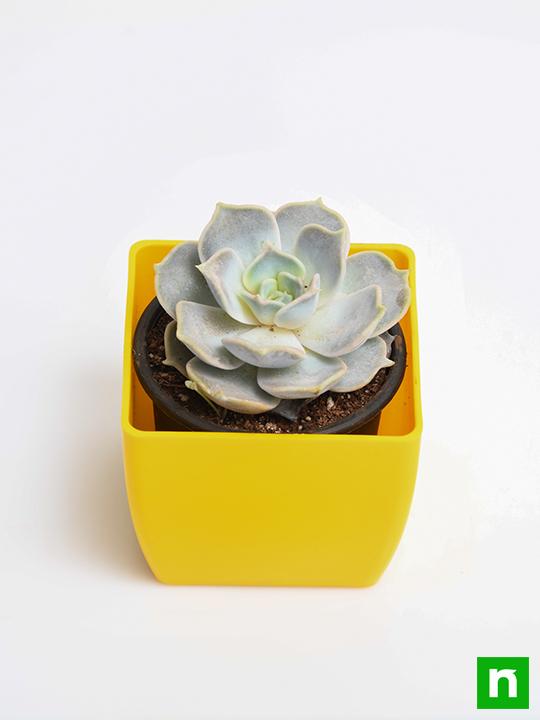 Echeveria elegans Rose - Succulent Plant - Image 4
