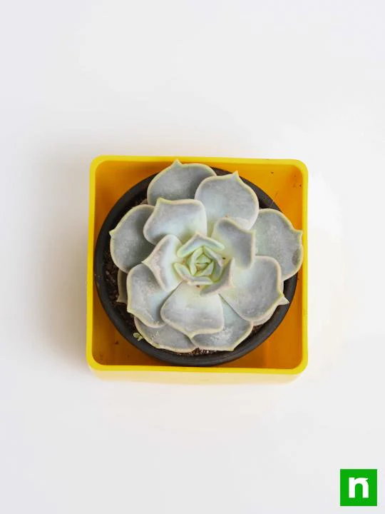 Echeveria elegans Rose - Succulent Plant - Image 5