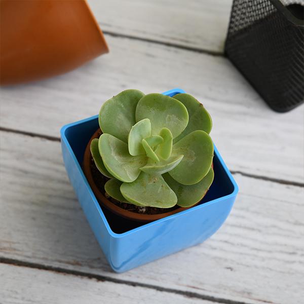 Echeveria green spoon - Succulent Plant