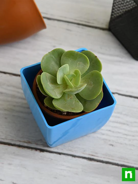 Echeveria green spoon - Succulent Plant - Image 2