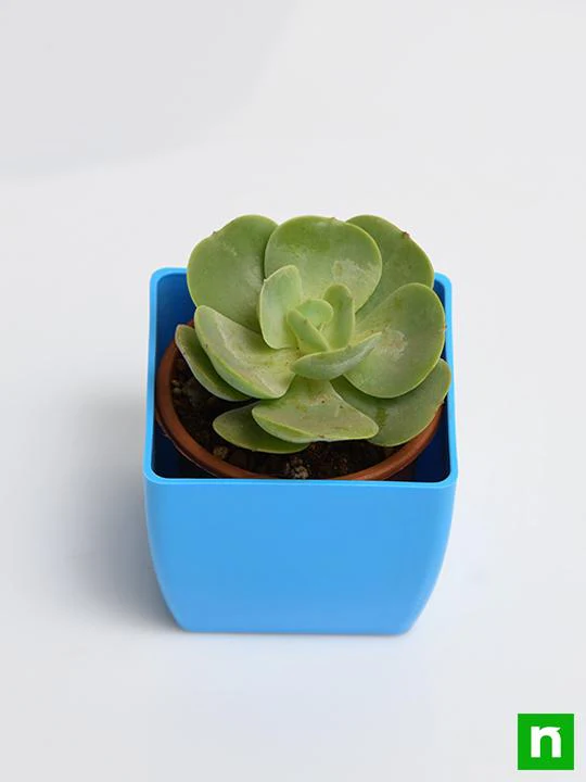 Echeveria green spoon - Succulent Plant - Image 4