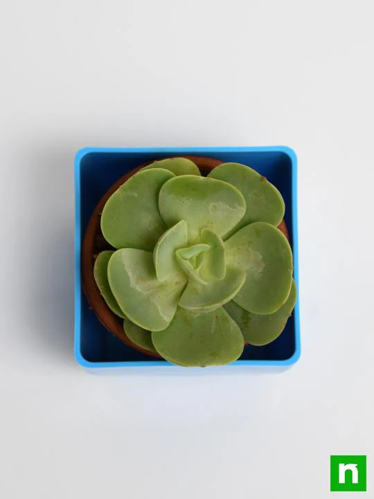 Echeveria green spoon - Succulent Plant - Image 5