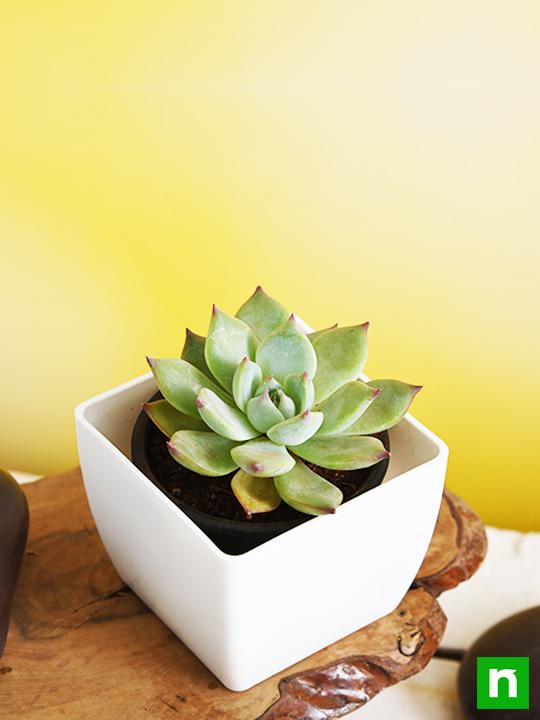 Echeveria imbricata, Blue Rose Echeveria - Succulent Plant - Image 2