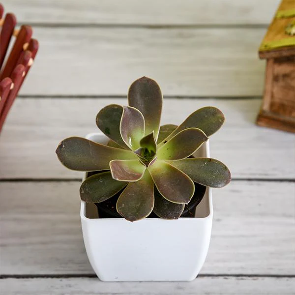Echeveria Melaco - Succulent Plant