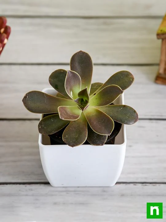 Echeveria Melaco - Succulent Plant - Image 2