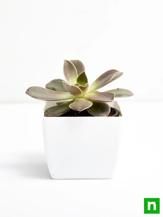 Echeveria Melaco - Succulent Plant - Image 3