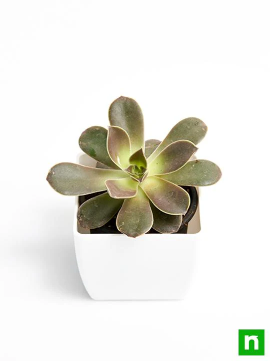 Echeveria Melaco - Succulent Plant - Image 4