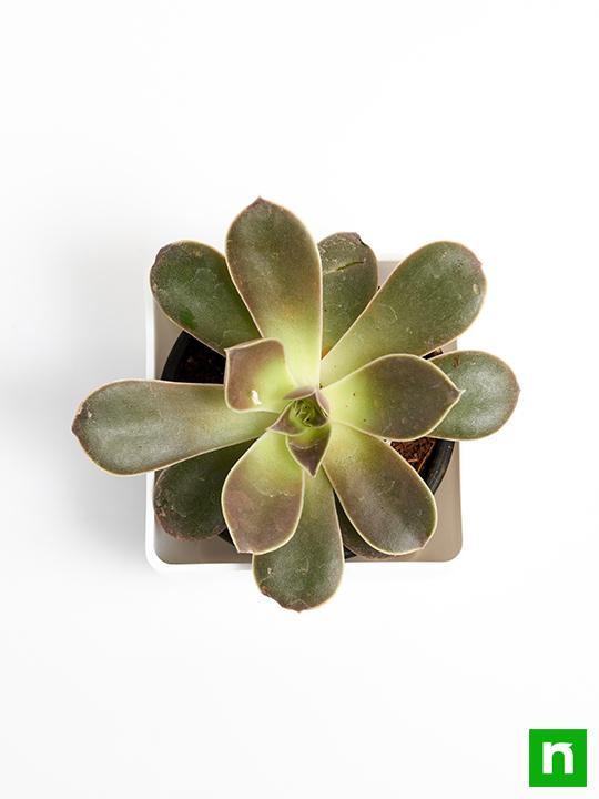 Echeveria Melaco - Succulent Plant - Image 5