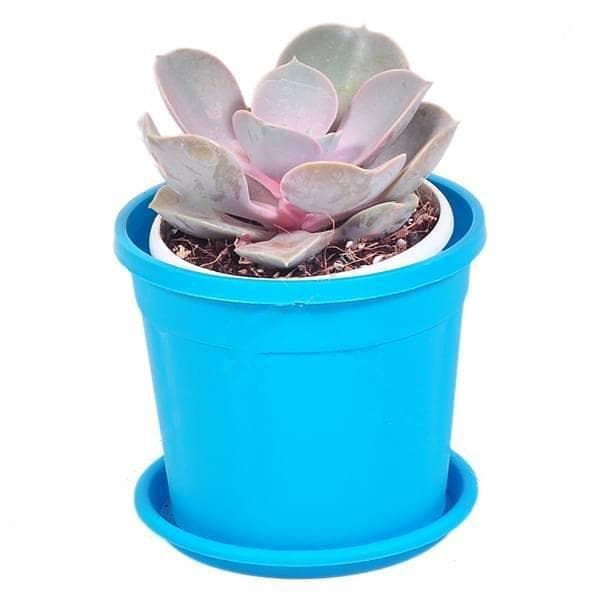 Echeveria Perle Von Nurnberg - Succulent Plant