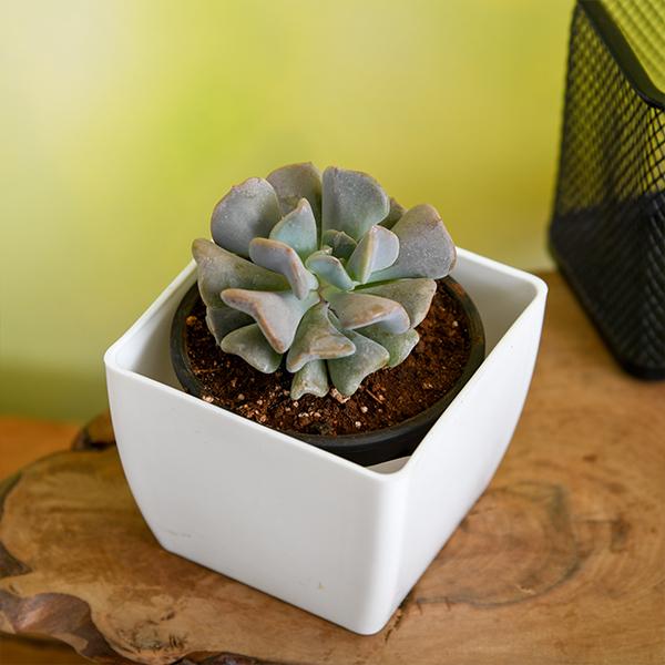 Echeveria runyonii - Succulent Plant