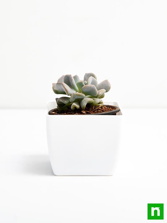 Echeveria runyonii - Succulent Plant - Image 3