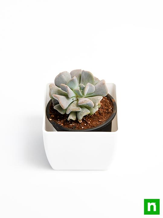 Echeveria runyonii - Succulent Plant - Image 4