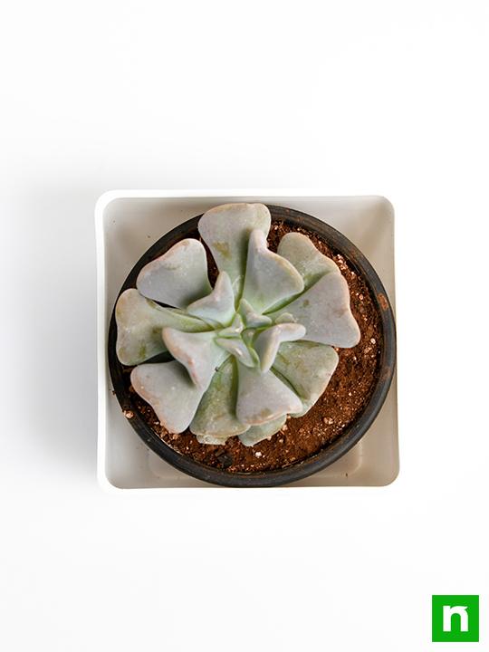 Echeveria runyonii - Succulent Plant - Image 5