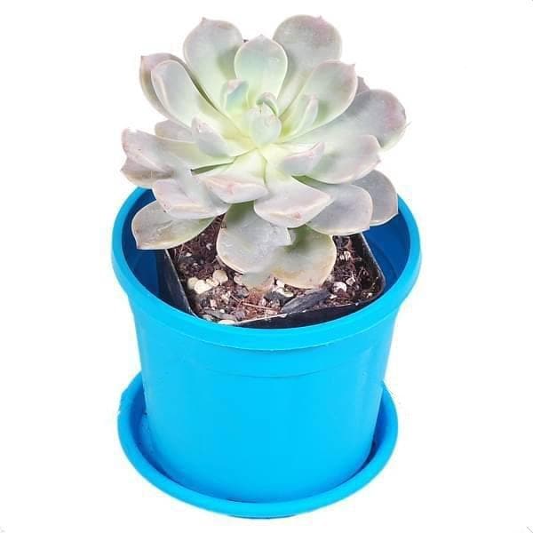 Pachyveria scheideckeri - Succulent Plant