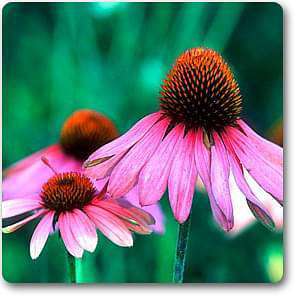 Echinacea angustifolia - Plant