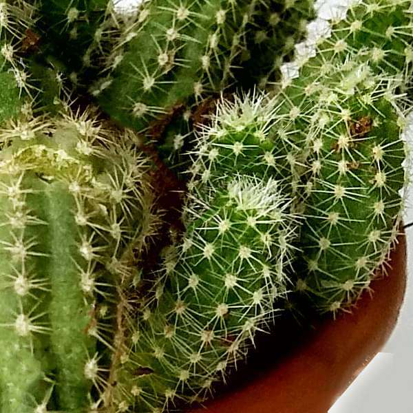 Echinopsis chamaecereus - Cactus Plant - Image 2