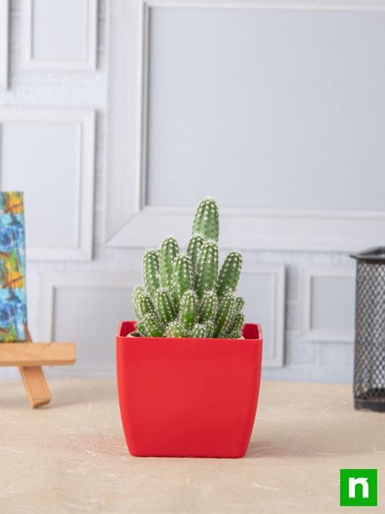 Echinopsis species - Cactus Plant - Image 2