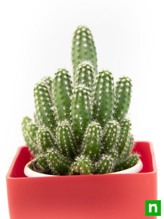 Echinopsis species - Cactus Plant - Image 5
