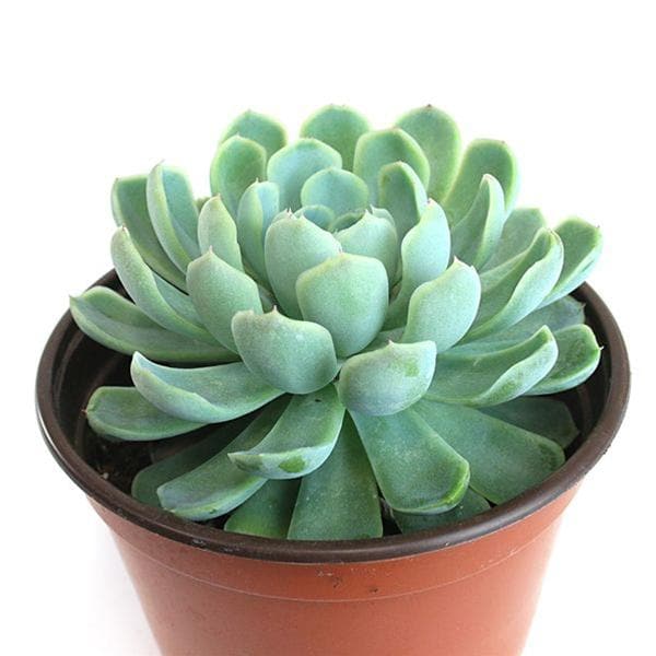 Echeveria daldia, Mexican Snowball - Succulent Plant