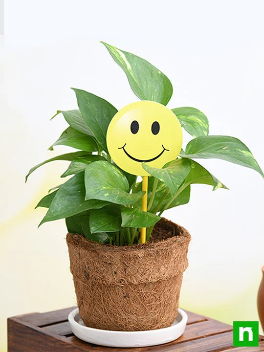 Eco friendly Green Money Plant with Smiley - Gift Plant - Image 2