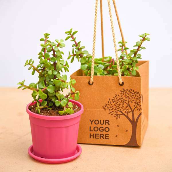 Elephant Bush, Jade Plant - Corporate Gift (set of 30) - Image 2