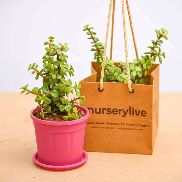 Elephant Bush, Jade Plant - Corporate Gift (set of 30) - Image 3