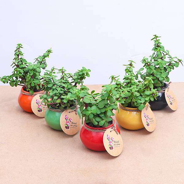 Elephant Bush, Jade Plant in Handi - Corporate Gift (set of 30)