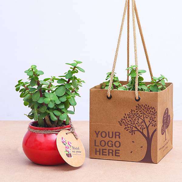 Elephant Bush, Jade Plant in Handi - Corporate Gift (set of 30) - Image 2