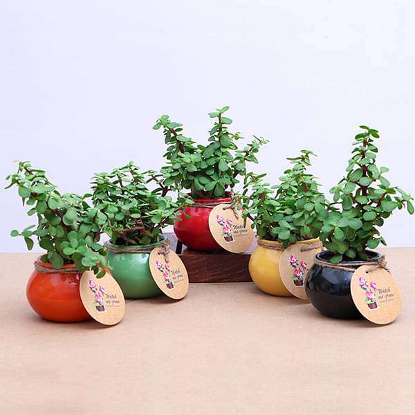 Elephant Bush, Jade Plant in Handi - Corporate Gift (set of 30) - Image 3