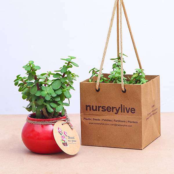 Elephant Bush, Jade Plant in Handi - Corporate Gift (set of 30) - Image 4