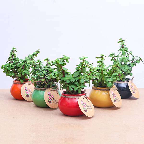 Elephant Bush, Jade Plant in Handi - Corporate Gift (set of 30) - Image 5