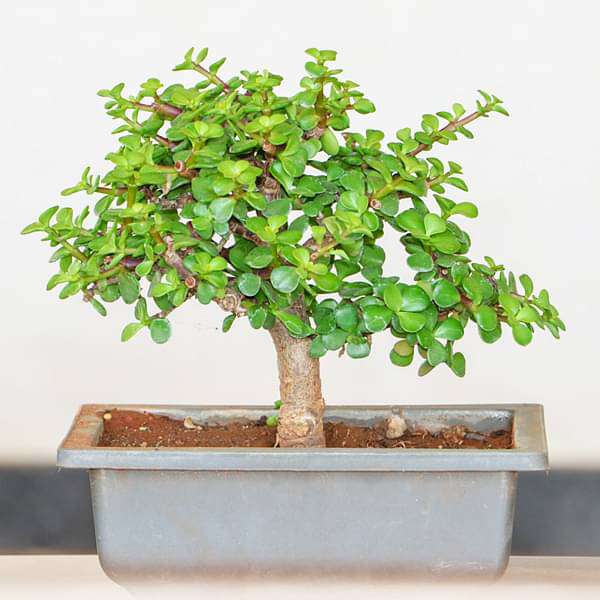 Jade Bonsai - Plant - Image 2
