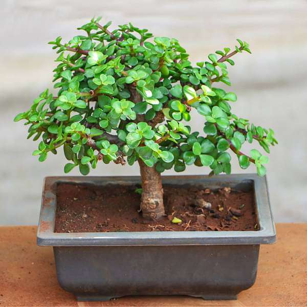 Jade Bonsai - Plant - Image 3