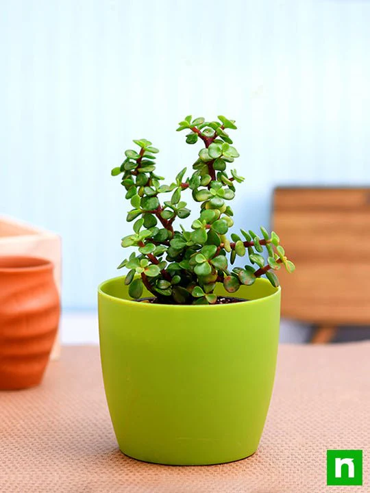 Elephant bush, Portulacaria afra, Jade plant (Green) - Succulent Plant - Image 3