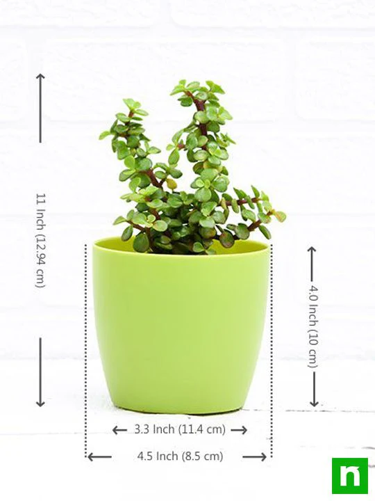 Elephant bush, Portulacaria afra, Jade plant (Green) - Succulent Plant - Image 4