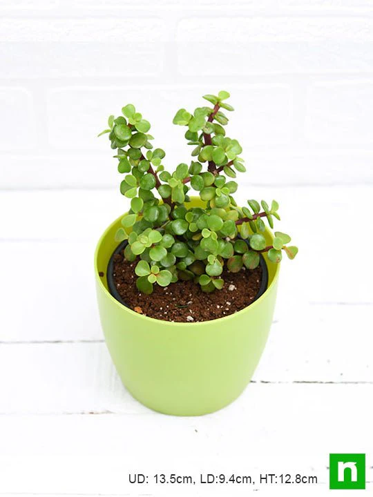 Elephant bush, Portulacaria afra, Jade plant (Green) - Succulent Plant - Image 5