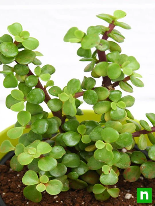 Elephant bush, Portulacaria afra, Jade plant (Green) - Succulent Plant - Image 6