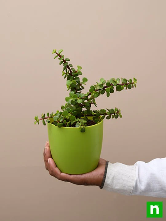 Elephant bush, Portulacaria afra, Jade plant (Green) - Succulent Plant - Image 7