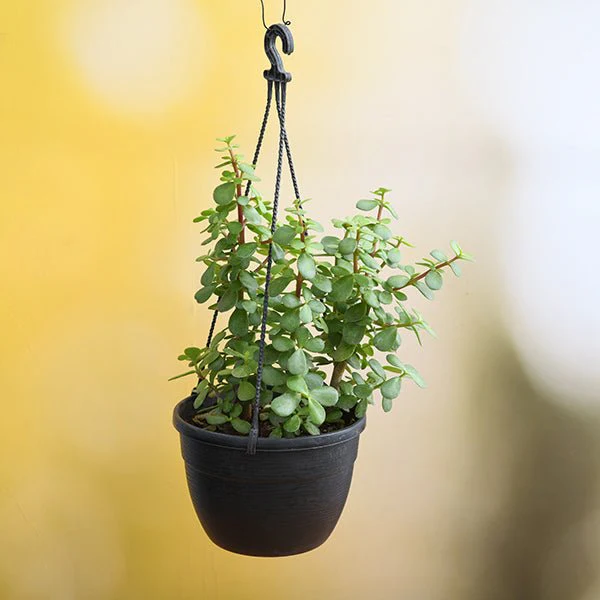 Elephant bush, Portulacaria afra, Jade plant (Hanging Basket) - Plant