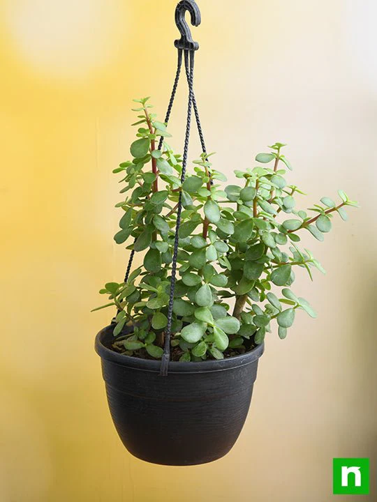 Elephant bush, Portulacaria afra, Jade plant (Hanging Basket) - Plant - Image 2