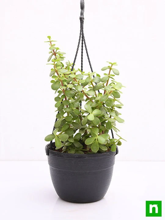 Elephant bush, Portulacaria afra, Jade plant (Hanging Basket) - Plant - Image 3