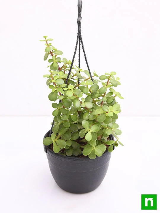 Elephant bush, Portulacaria afra, Jade plant (Hanging Basket) - Plant - Image 4