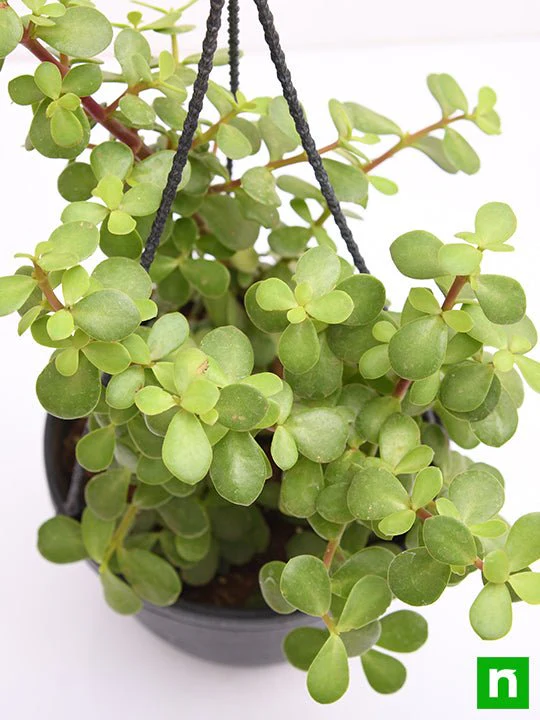 Elephant bush, Portulacaria afra, Jade plant (Hanging Basket) - Plant - Image 5