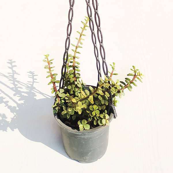Elephant bush, Portulacaria afra variegata, Jade plant (Variegated, Hanging basket) - Plant
