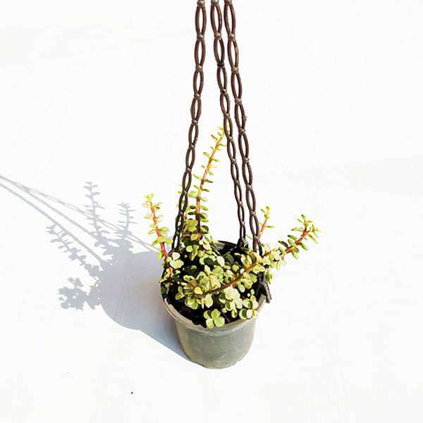 Elephant bush, Portulacaria afra variegata, Jade plant (Variegated, Hanging basket) - Plant - Image 2