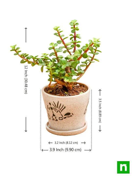 Enchanting Jade plant for Memorable Moments - Image 3