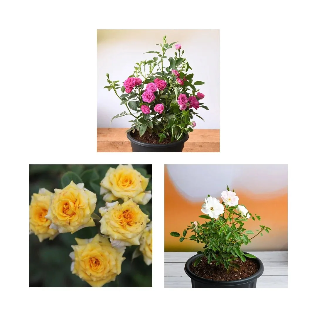 Enchanting Miniature Roses (Set of 3) - Image 2