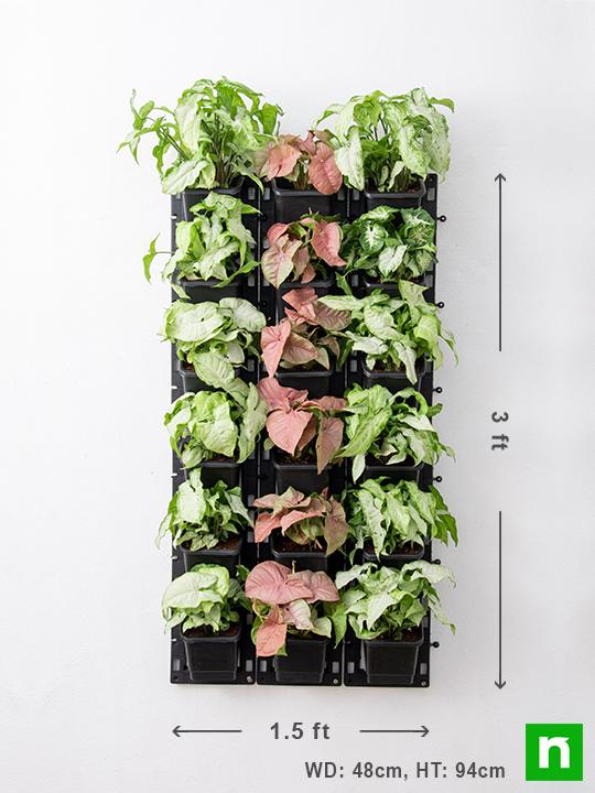 Enchanting Syngonium Vertical Garden to Decorate Indoor Space - Image 3
