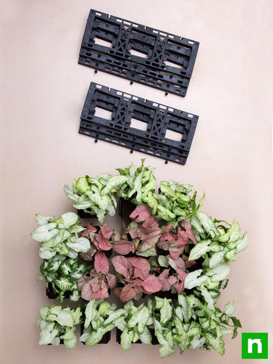 Enchanting Syngonium Vertical Garden to Decorate Indoor Space - Image 4